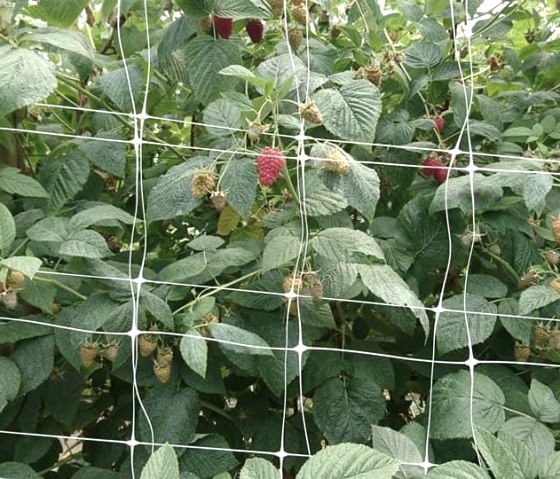 Rosen- und Beerengarten 1, © https://www.facebook.com/Rosen-und-Beerengarten-11 Rosen- und Beerengarten 1, © https://www.facebook.com/Rosen-und-Beerengarten-11