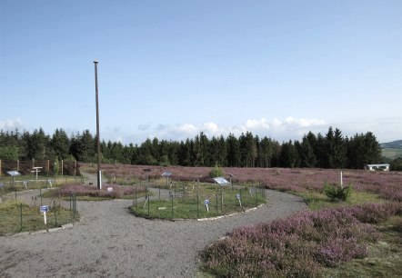 Heidegarten auf dem Wabelsberg, © Foto: Svenja Schulze-Entrup, Quelle: Touristik-Büro Vordereifel Heidegarten auf dem Wabelsberg, © Foto: Svenja Schulze-Entrup, Quelle: Touristik-Büro Vordereifel