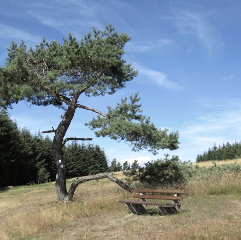A lone tree leans over a wooden bench in a heath landscape under a blue sky. Dense forests can be seen in the background., © Svenja Schulze-Entrup A lone tree leans over a wooden bench in a heath landscape under a blue sky. Dense forests can be seen in the background., © Svenja Schulze-Entrup