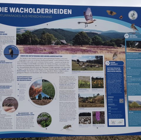 Infotafel Wacholderheiden, © Svenja Schulze-Entrup Infotafel Wacholderheiden, © Svenja Schulze-Entrup