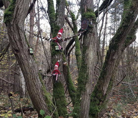 Sogar in den Bäumen klettern die Wichtel, © Svenja Schulze-Entrup Sogar in den Bäumen klettern die Wichtel, © Svenja Schulze-Entrup