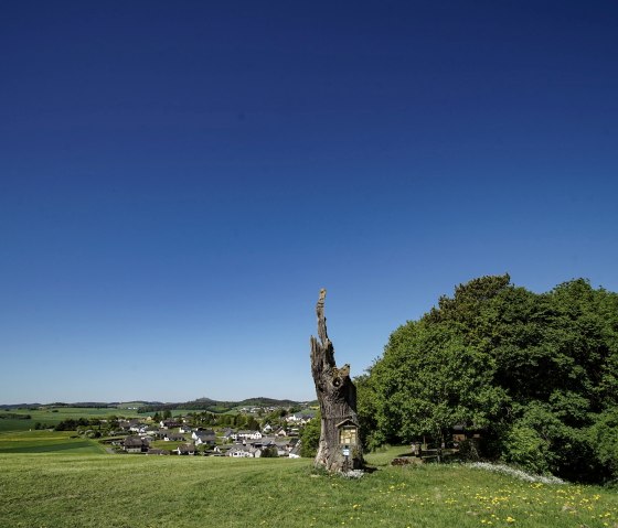 Le gros chêne de Herresbach après avoir été frappé par la foudre, © Laura Rinneburger Le gros chêne de Herresbach après avoir été frappé par la foudre, © Laura Rinneburger