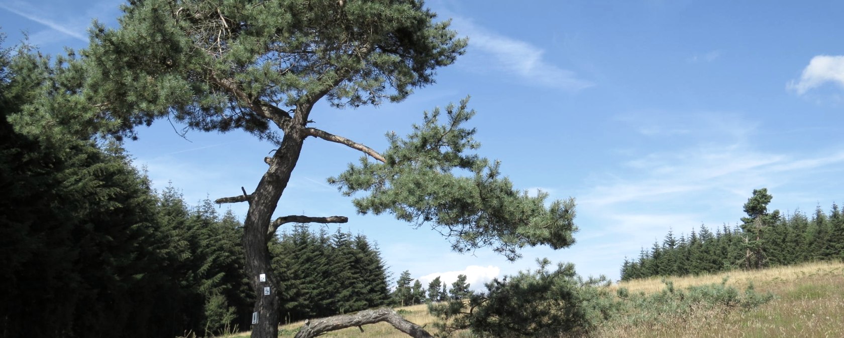 Ein einsamer Baum neigt sich &uuml;ber eine Holzbank in einer Heidelandschaft unter blauem Himmel. Im Hintergrund sind dichte W&auml;lder zu sehen., &copy; Svenja Schulze-Entrup