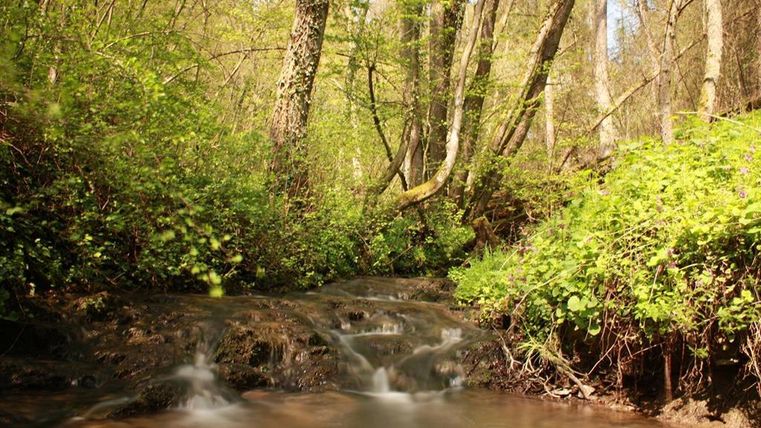 A tranquil stream flows through a green forest with lush plants and trees. The gentle water reflects the natural beauty of the surroundings.