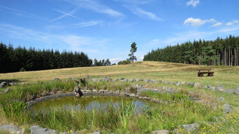 A small pond in a meadow with trees in the background and a bench on the right of the picture.