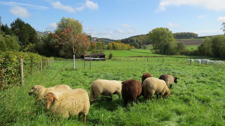 Eine Gruppe von Schafen steht auf einer grünen Wiese. Im Hintergrund sind Bäume und ein klarer Himmel zu sehen.