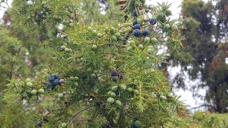 A branch with green and blue berries is visible. The surroundings consist of green plants and trees.