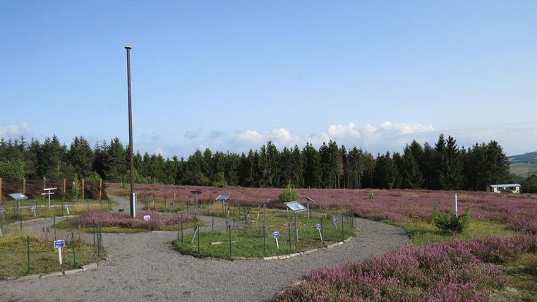 Eine blühende Heidelandschaft mit lila Pflanzen und einem klaren Himmel. Im Hintergrund sind Bäume zu sehen.