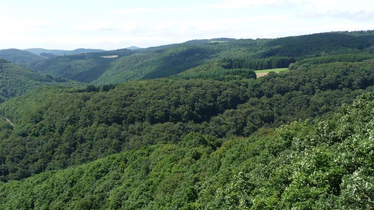 Eine grüne Hügellandschaft mit dichten Wäldern und sanften Tälern. Der Himmel ist klar und die Natur wirkt unberührt.