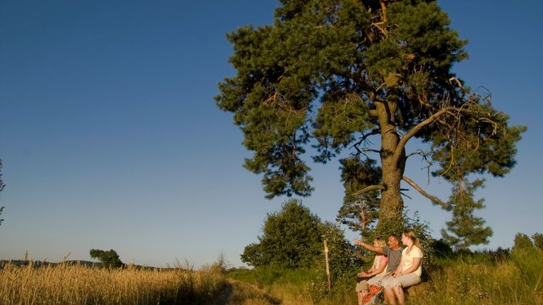 Drei Personen sitzen auf einer Bank unter einem Baum auf einem Feldweg.