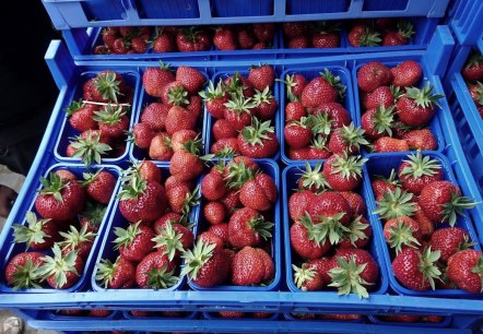 Rosen- und Beerengarten, © https://www.facebook.com/Rosen-und-Beerengarten-11