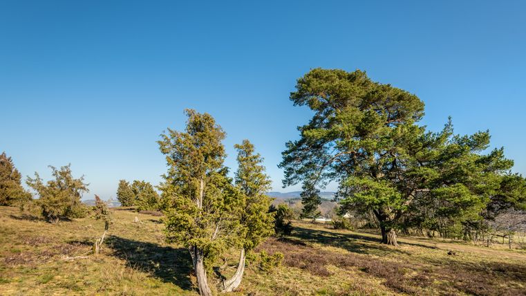 Landschaft mit Wacholderbäumen und Heide unter klarem Himmel.