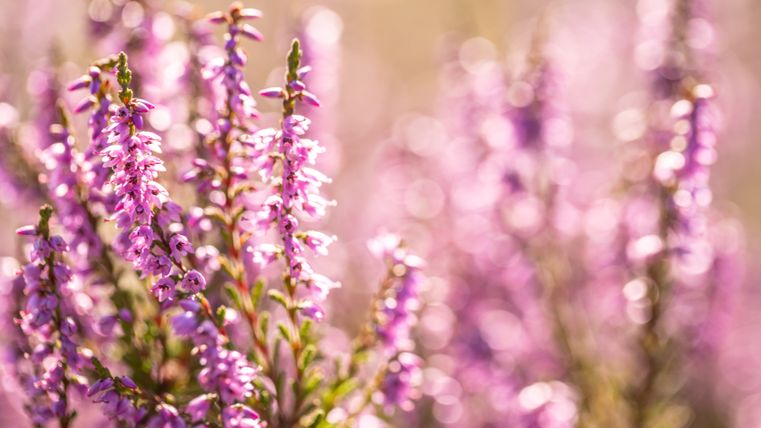 Close-up of blooming heather with a blurred background.