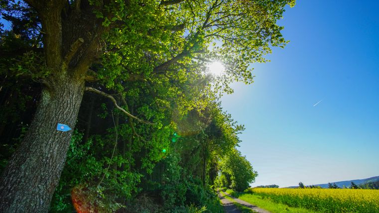 Feldweg an einem Waldrand bei Sonnenschein
