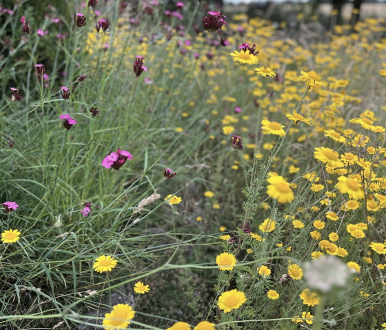 Blumenwiese, © Iris Fuhrmann