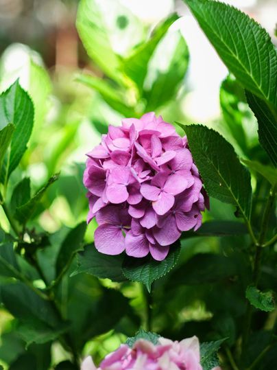 A beautiful pink hydrangea with green leaves in the background. The bloom is full and vibrant.