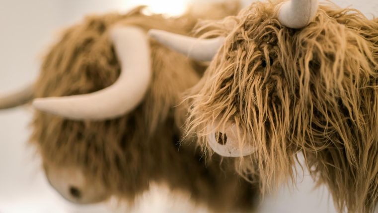 Two head decorations of a Highland cow with long, shaggy hair and characteristic horns. The animals are placed in a bright room.