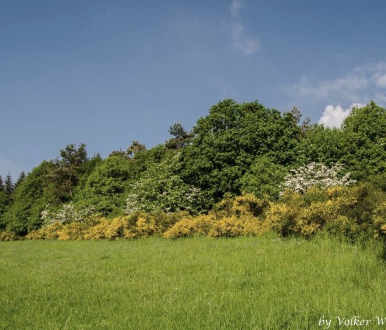 Das "Eifelgold", bl&uuml;hender Ginster bei Arft, &copy; Foto: Volker Windheuser, Quelle: Ortsgemeinde Arft