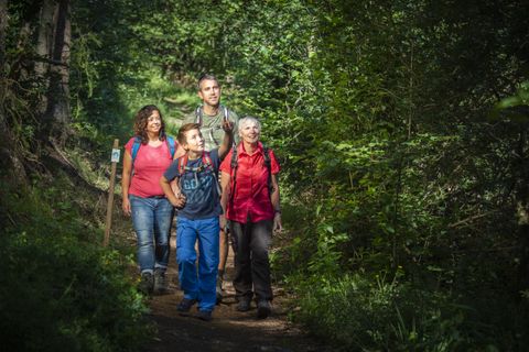 Vier Personen wandern auf einem Waldweg.