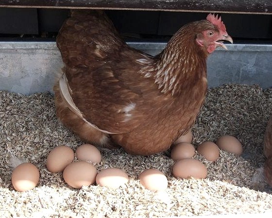 Chickens from the organic farm, &copy; &Ouml;kohof Halfmann
