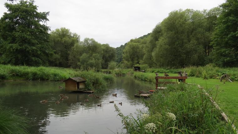 Ein ruhiger Teich umgeben von üppigem Grün und Bäumen. Am Wasser schwimmen Enten und ein kleiner Unterstand ist sichtbar.