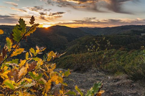 Ein schöner Sonnenuntergang über sanften Hügeln, umgeben von buntem Laub. Die Landschaft strahlt in warmen Farben und zeigt die natürliche Schönheit der Umgebung.
