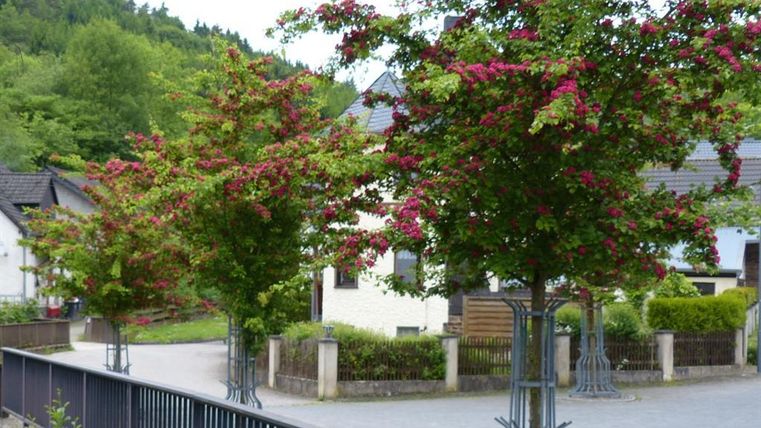 Eine ruhige Straße mit blühenden Bäumen und grünen Sträuchern. Im Hintergrund sind einige Häuser und Hügel zu sehen.