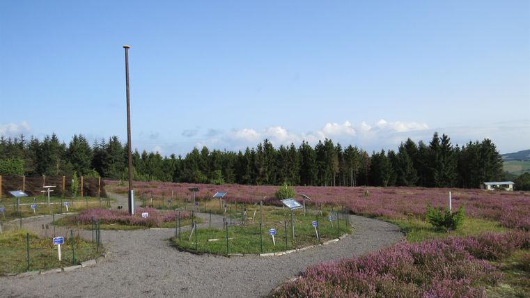 A picturesque heath landscape with blooming purple plants. In the background, the trees and the clear sky are visible.