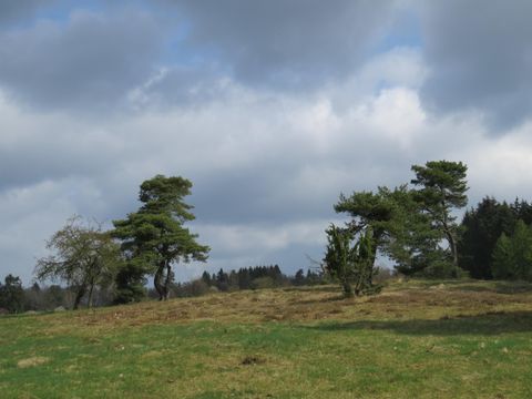 Eine grüne Wiese mit vereinzelten Bäumen unter einem bewölkten Himmel. Die Landschaft wirkt ruhig und natürlich.