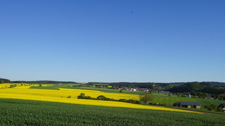 Eine weite Landschaft mit grünen Feldern und leuchtend gelben Rapsfeldern. Der klare blaue Himmel ergänzt die malerische Szenerie.
