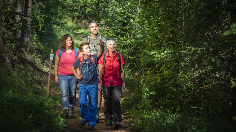 Vier Personen wandern auf einem Waldweg.