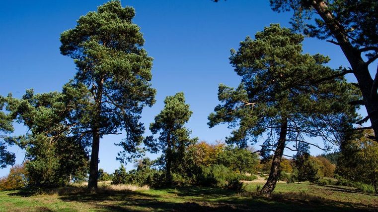 A landscape with tall pines and a clear blue sky. The grass in the foreground is green and inviting.