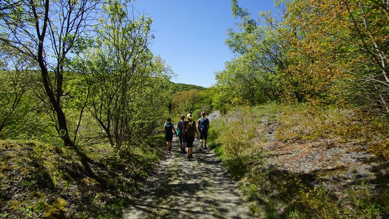 Group of people walking on a forest path in sunny weather.