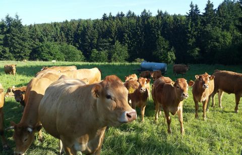 A group of cows in a lush meadow. In the background, a forest can be seen.