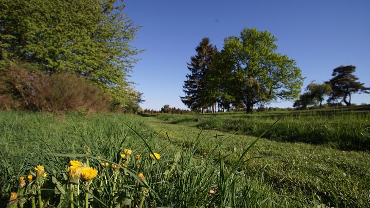 Landschaft mit Löwenzahn im Vordergrund und Bäumen im Hintergrund unter blauem Himmel.