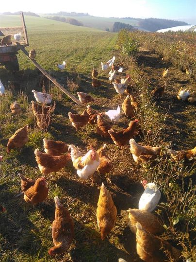 A group of chickens is running across a field. In the background, gentle hills and a clear sky can be seen.