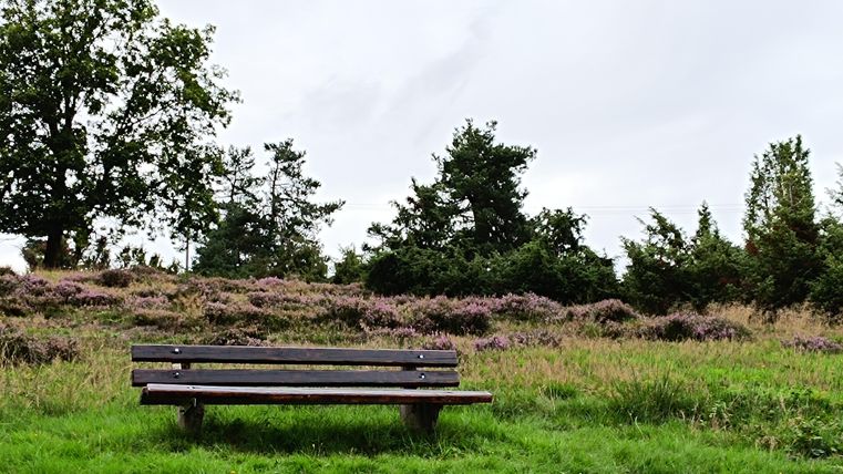 Eine Holzbank steht auf einer Wiese mit grünem Gras und einigen Bäumen im Hintergrund. Der Himmel ist wolkig und die Umgebung wirkt ruhig und friedlich.