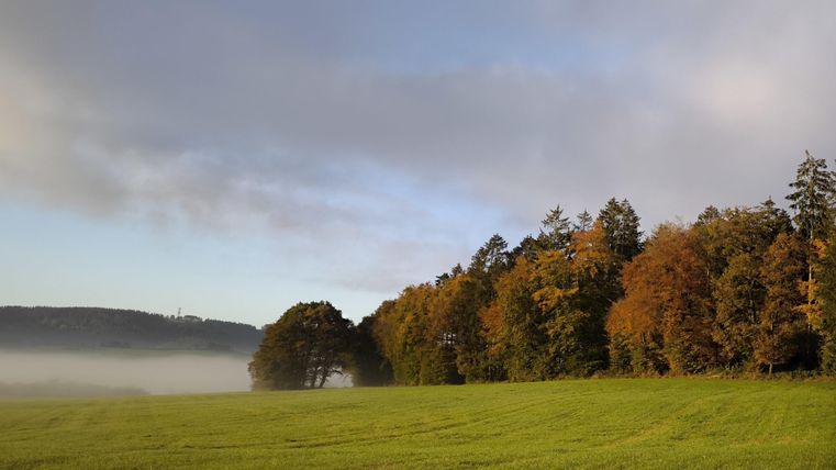 Eine ruhige Landschaft mit einem grünen Feld und einem Baumwald. Einige Bäume zeigen herbstliche Farben unter einem bewölkten Himmel.