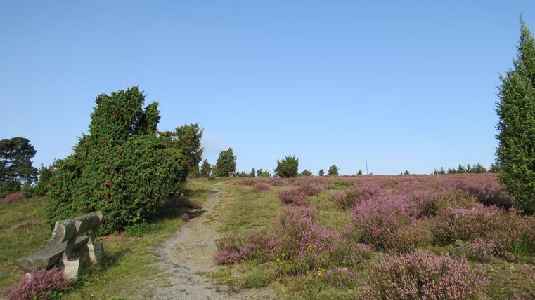 A picturesque path winds through a blooming heath landscape. Purple and green plants under a clear blue sky create a peaceful atmosphere.
