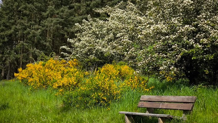 Eine Holzbank steht in einer blühenden Wiese mit bunten Blumen. Im Hintergrund sind hohe Bäume zu sehen.