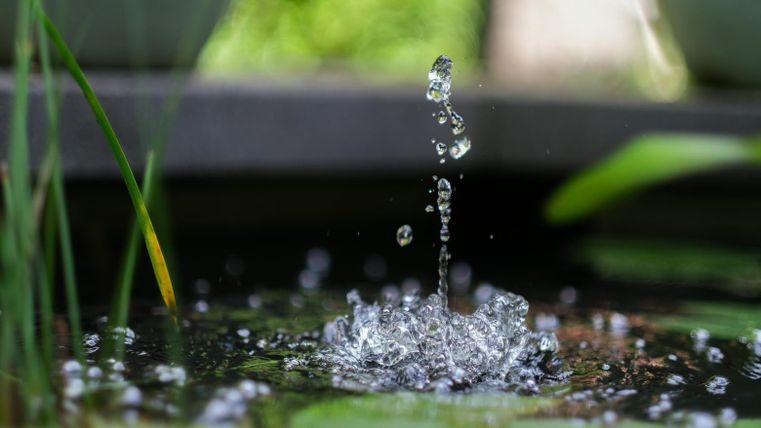A jet of water sprays from a calm pond. Green plants surround the water as bubbles dance on the surface.