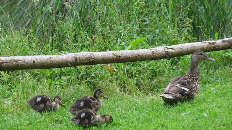 Eine Ente steht neben ihren vier Küken auf einer grünen Wiese. Im Hintergrund sind hohe Gräser und ein Baumstamm sichtbar.