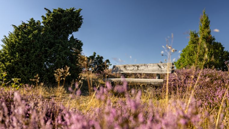 Eine Holzbank steht inmitten von blühender Heide unter einem klaren blauen Himmel auf dem Traumpfad Wacholderweg.