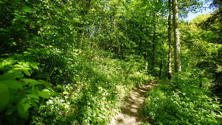 Ein schmaler Pfad führt durch einen dichten, grünen Wald an einem sonnigen Tag.