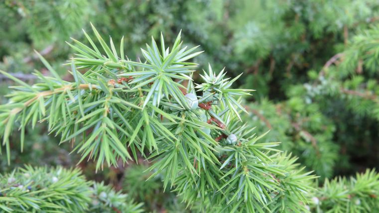 A green branch with needle-like leaves. The plant appears fresh and vibrant.
