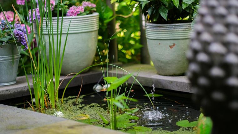 A small pond with aquatic plants and bubbling water. In the background, there are flower pots with colorful plants.