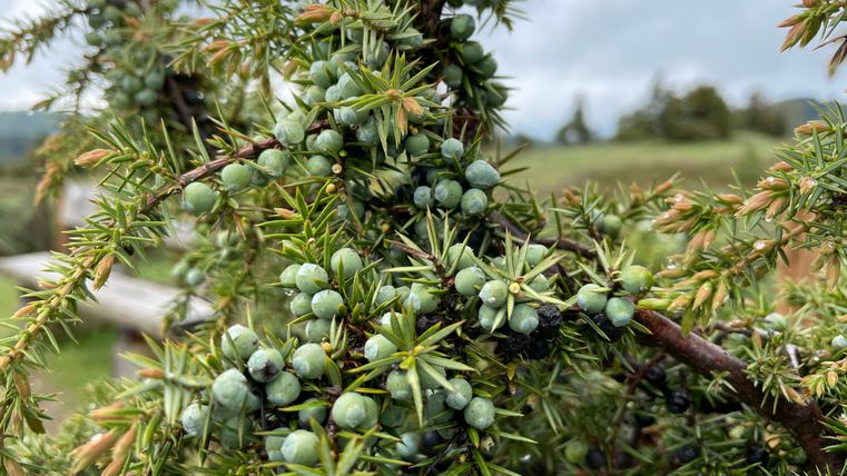 Close-up of juniper branches with green berries and needles.