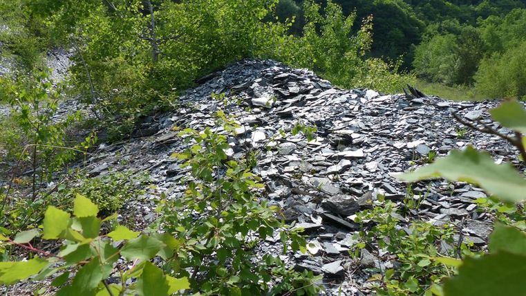Eine gebirgige Fläche mit Schieferablagerungen und üppiger Vegetation. Kleine Pflanzen wachsen zwischen den Steinen.