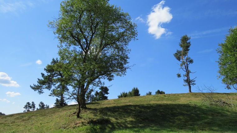 Landscape with trees on a green meadow under a blue sky.