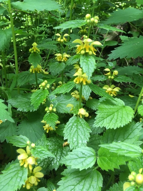 A group of yellow flowers grows among green leaves. The plants appear fresh and lively in their natural surroundings.
